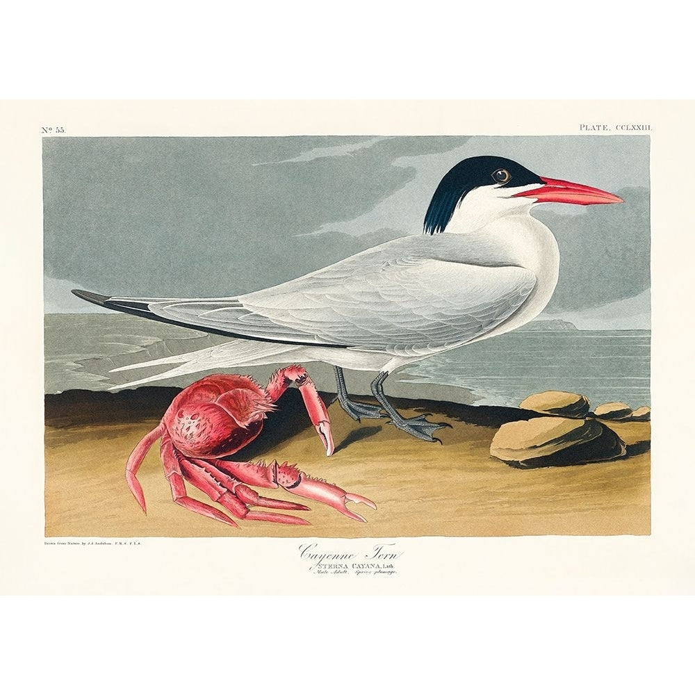 Cayenne Tern From Birds of America-VARPDX2527034 Image 1