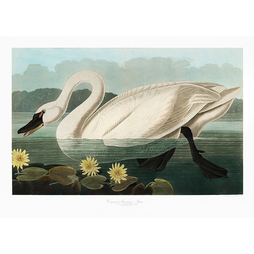 Common American Swan From Birds of America-VARPDX2527035 Image 1