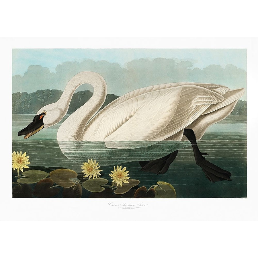 Common American Swan From Birds of America-VARPDX2527035 Image 1