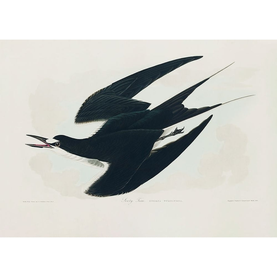 Sooty Tern From Birds of America-VARPDX2527054 Image 1