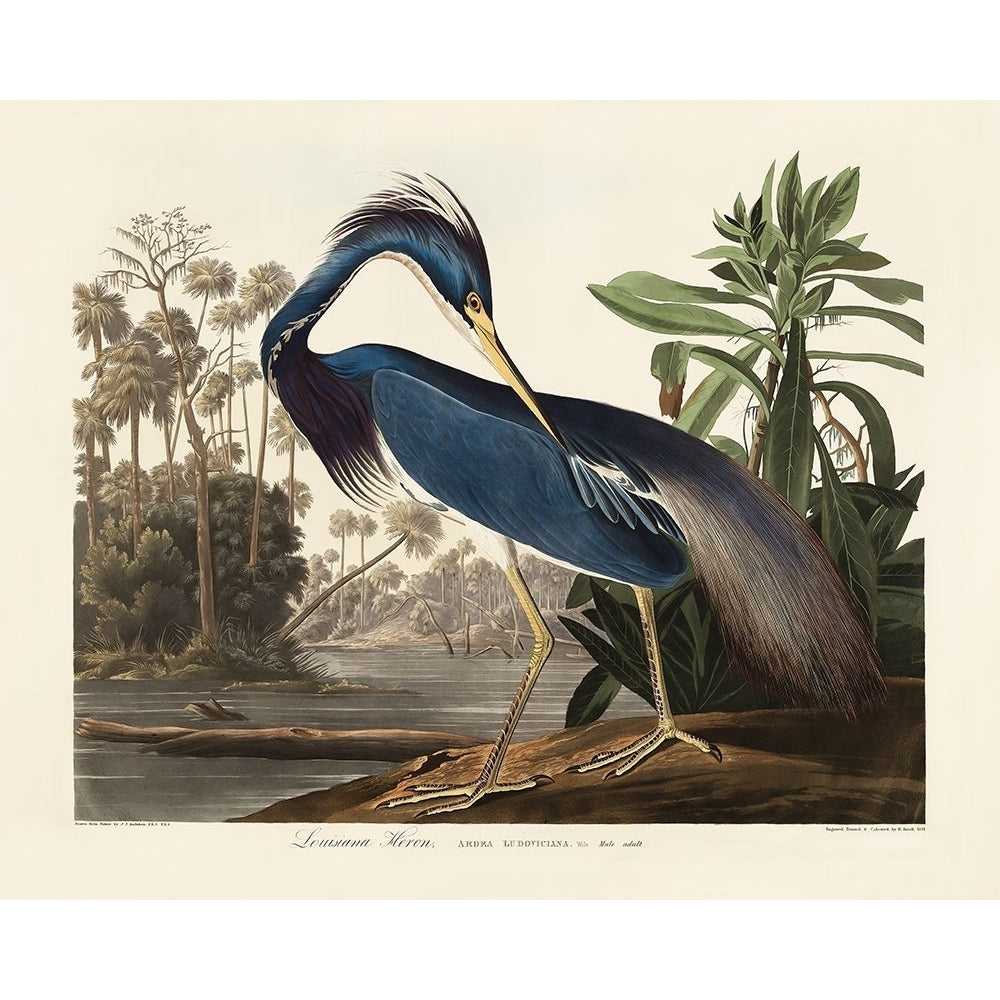 Louisiana Heron From Birds of America-VARPDX2527046 Image 1