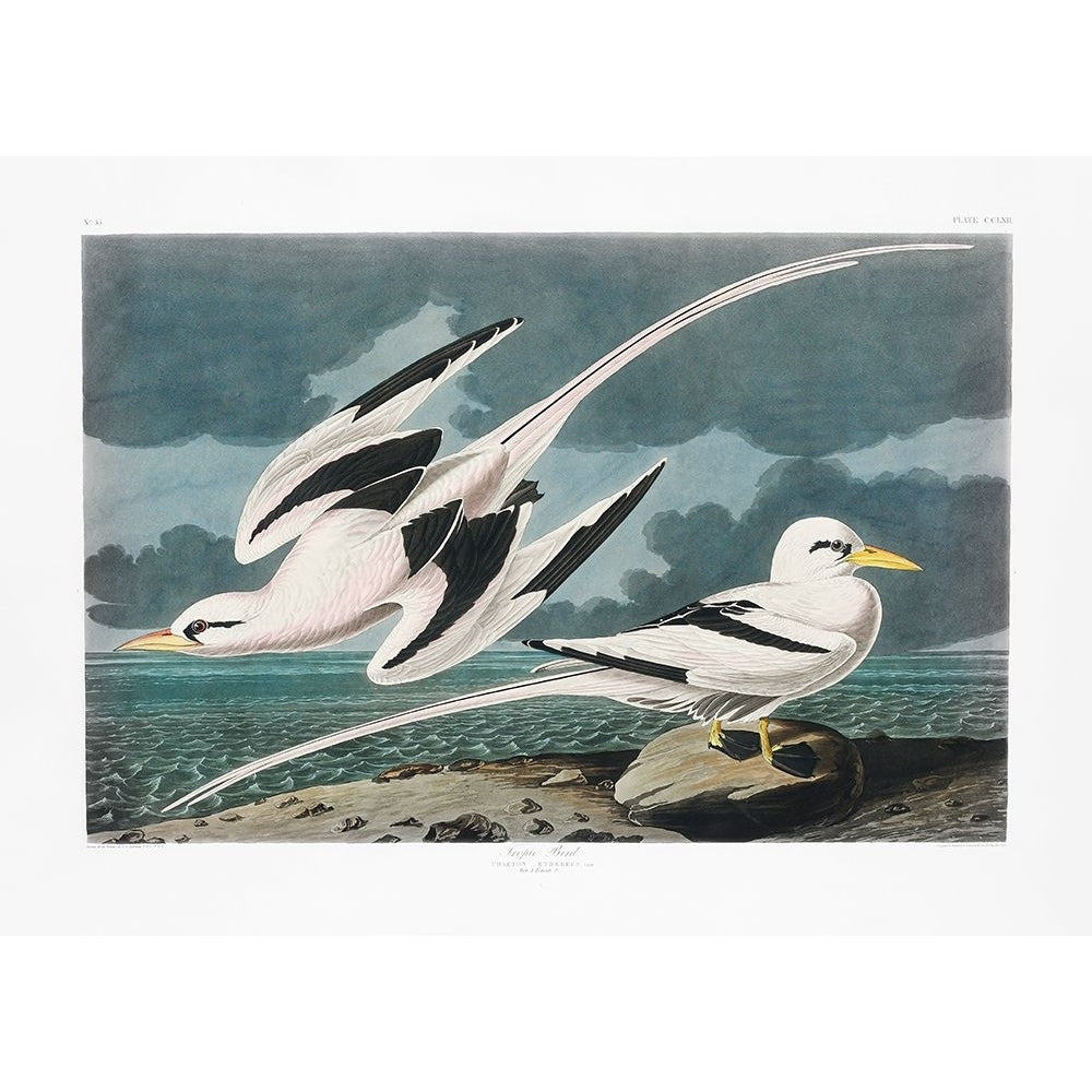 Tropic Bird From Birds of America-VARPDX2527057 Image 1