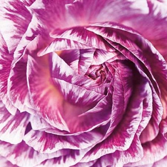 Ranunculus Abstract IV Color Poster Print by Laura Marshall-VARPDX25281 Image 1