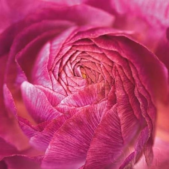 Ranunculus Abstract II Color Poster Print by Laura Marshall-VARPDX25279 Image 2