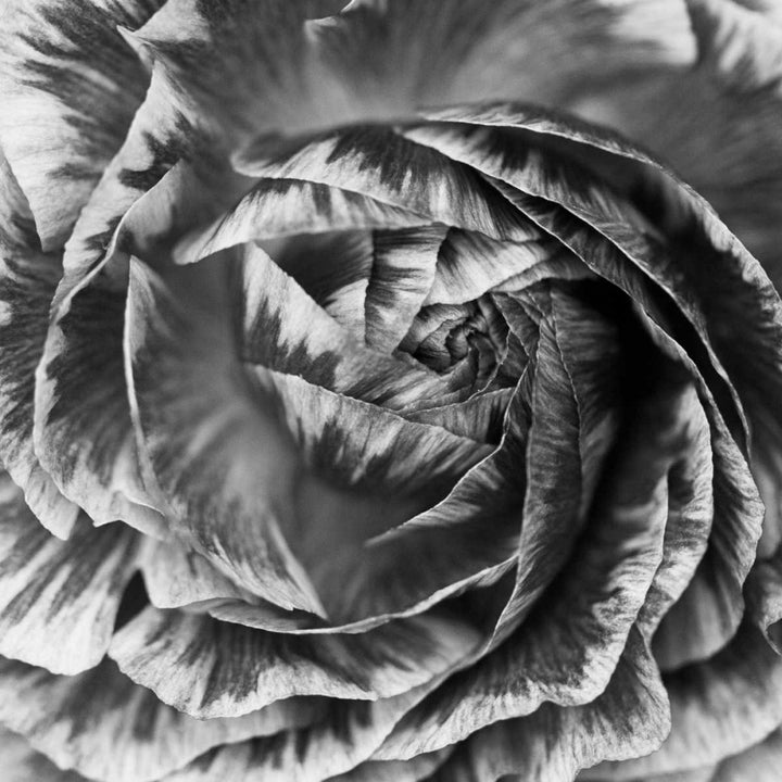 Ranunculus Abstract IV BW Poster Print by Laura Marshall-VARPDX25287 Image 1