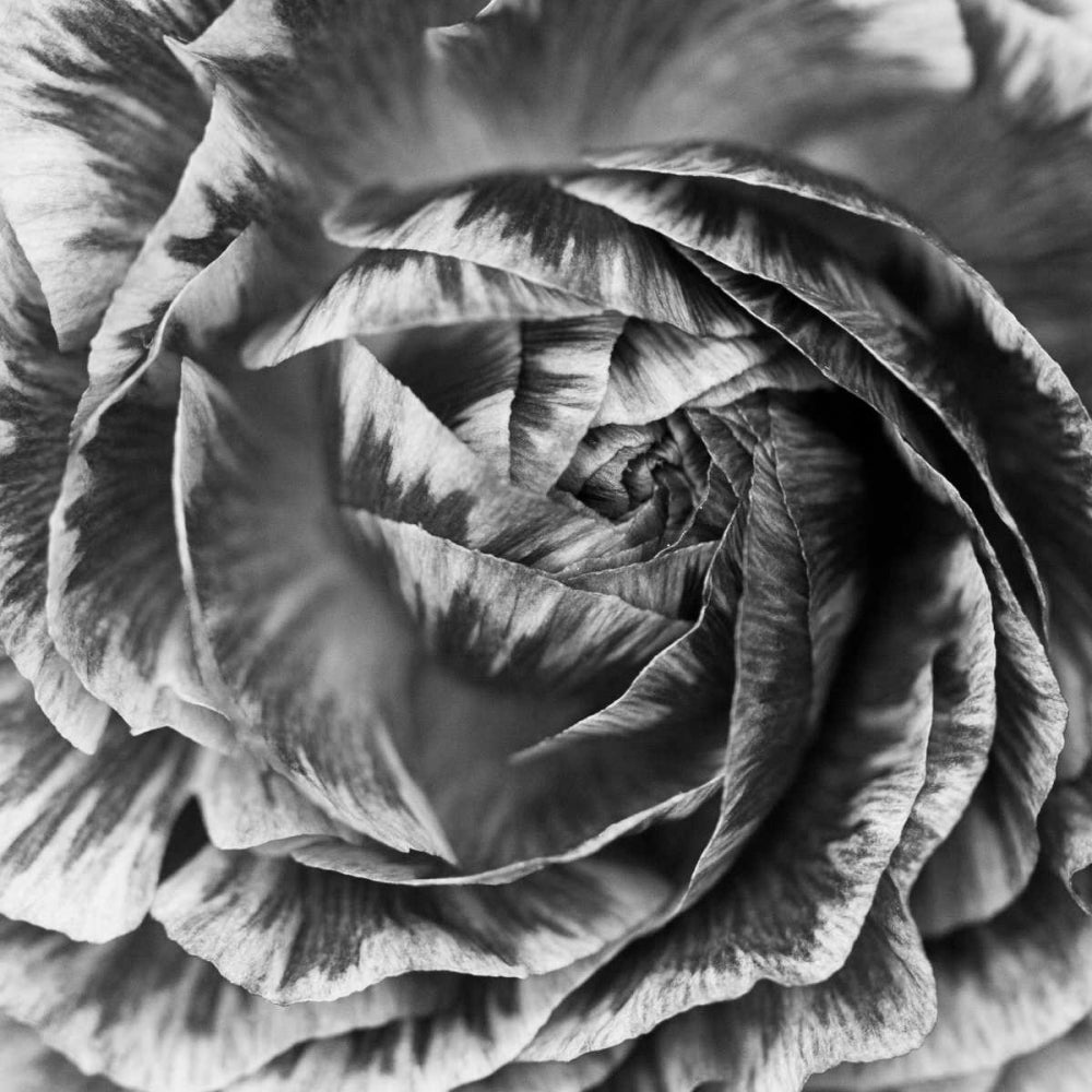 Ranunculus Abstract IV BW Poster Print by Laura Marshall-VARPDX25287 Image 2