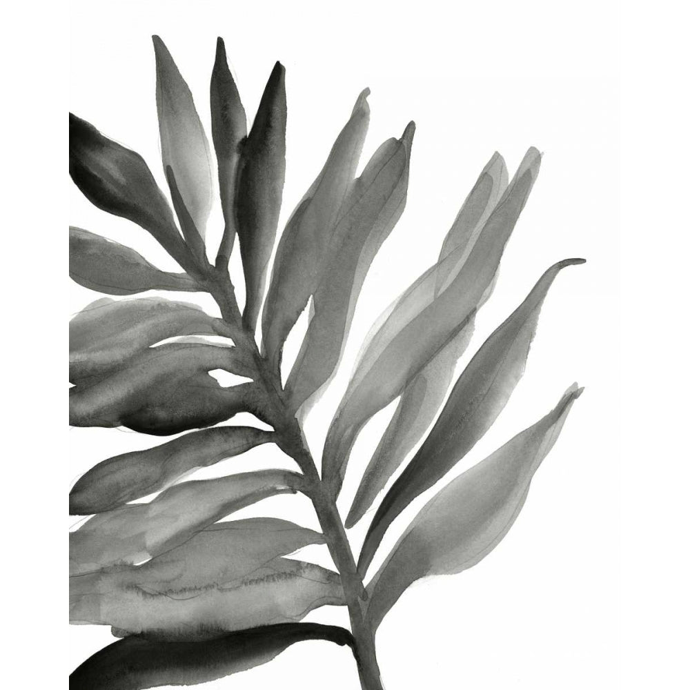 Tropical Palm III BW Poster Print by Chris Paschke-VARPDX25316 Image 1