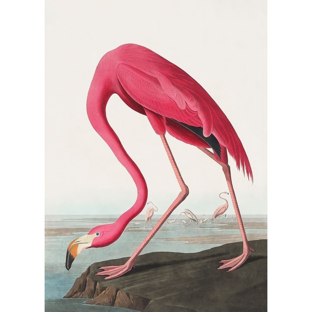 Pink Flamingo Ii From Birds of America-VARPDX2534659 Image 1