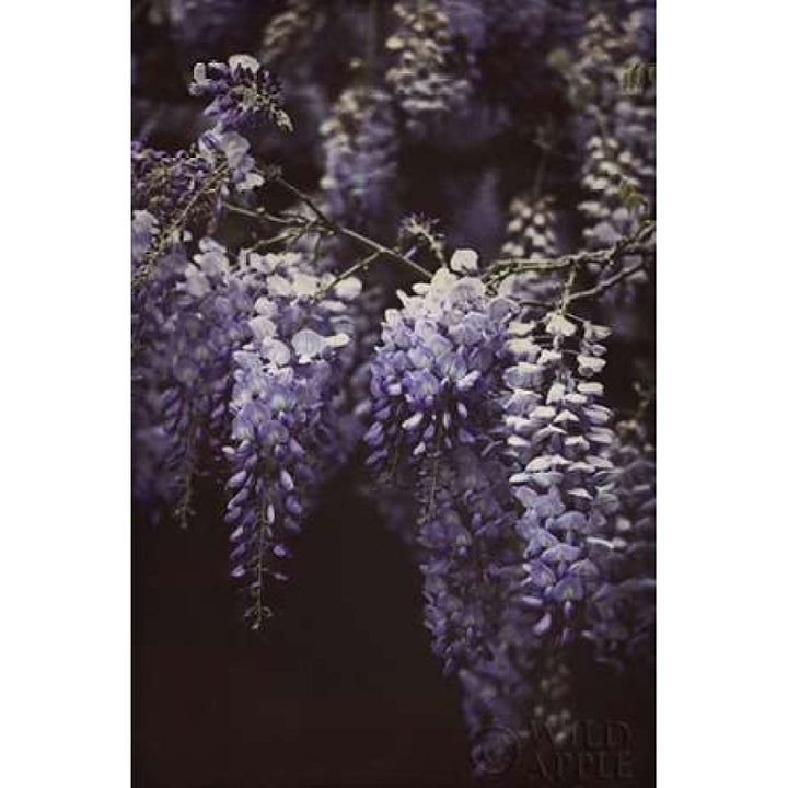 Wisteria Cascade II Poster Print by Elizabeth Urquhart-VARPDX25511 Image 1