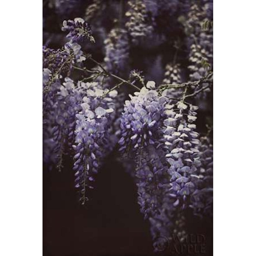 Wisteria Cascade II Poster Print by Elizabeth Urquhart-VARPDX25511 Image 2