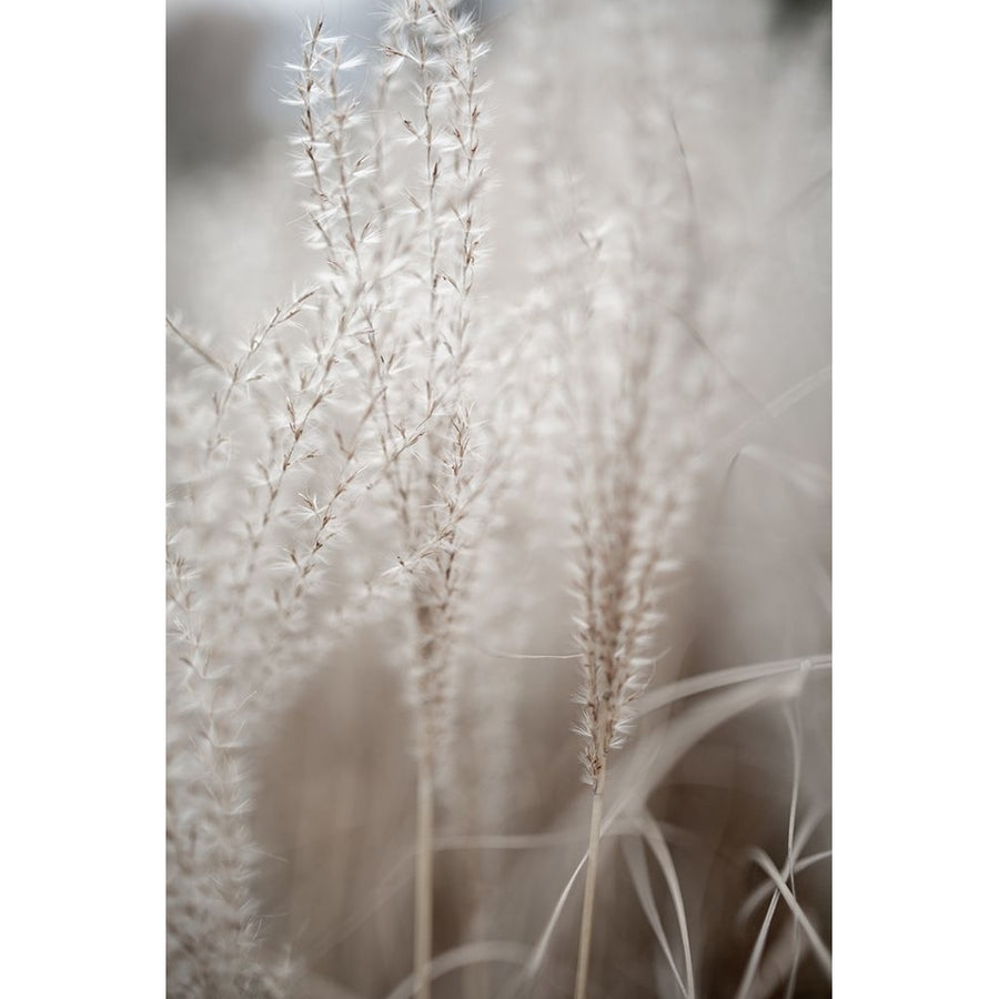 Grass 18 Poster Print - Mareike Bohmer-VARPDX2558869 Image 1