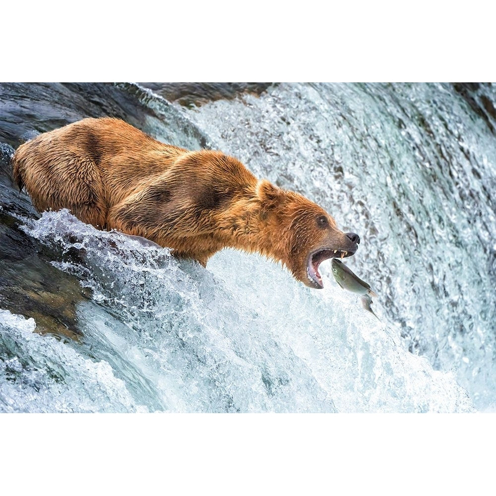 Grizzly Bears Salmon Spectacle Poster Print - Ruiqing P.-VARPDX2566521 Image 1