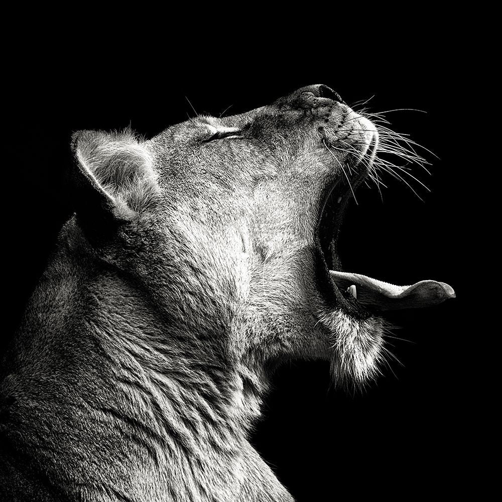 Primal Yawn Poster Print - Christian Meermann-VARPDX2567680 Image 1