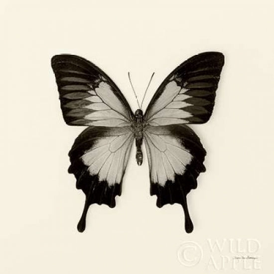 Butterfly III BW Crop Poster Print by Debra Van Swearingen-VARPDX25724 Image 2