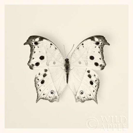 Butterfly IV BW Crop Poster Print by Debra Van Swearingen-VARPDX25725 Image 1