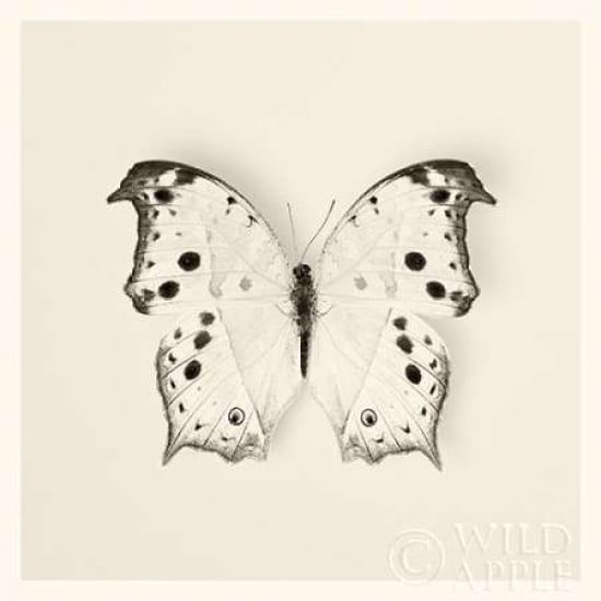 Butterfly IV BW Crop Poster Print by Debra Van Swearingen-VARPDX25725 Image 1