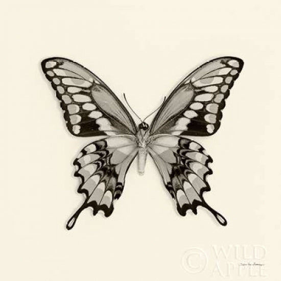 Butterfly VI BW Crop Poster Print by Debra Van Swearingen-VARPDX25727 Image 1