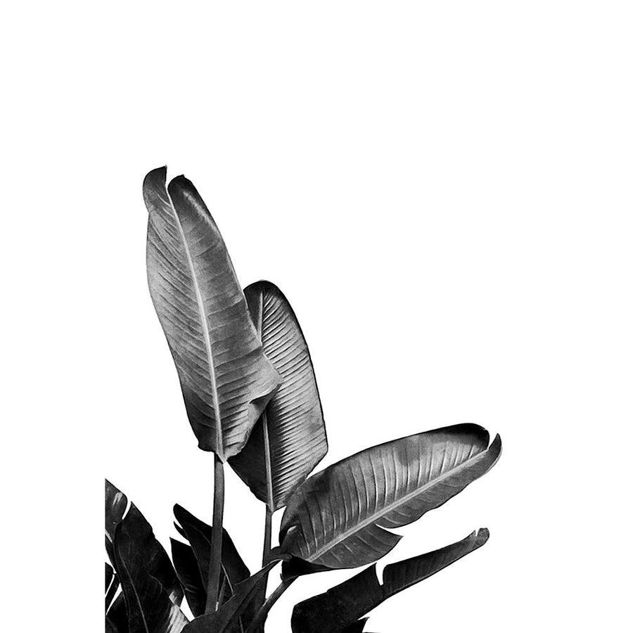 Bird Of Paradise Plant Black And White 03 Poster Print - Amini54-VARPDX2584095 Image 1