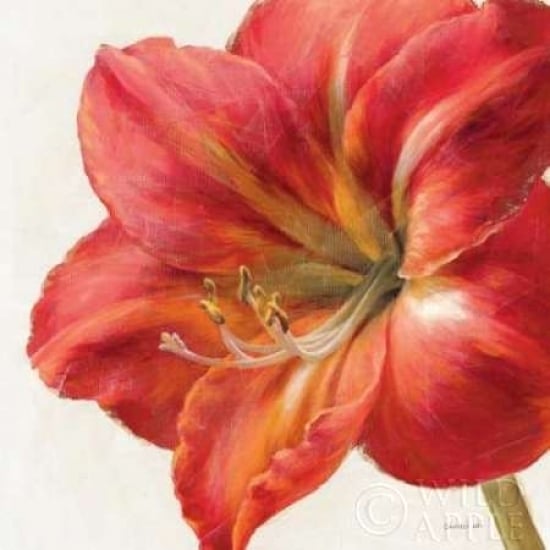 Vivid Amaryllis Poster Print by Danhui Nai-VARPDX2586 Image 1