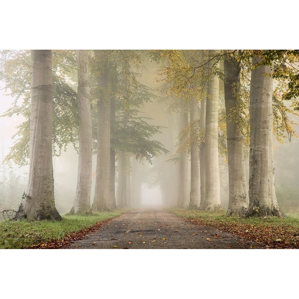 Beech Trees In Autumn Fog Poster Print - der Hilda van-VARPDX2591425 Image 1