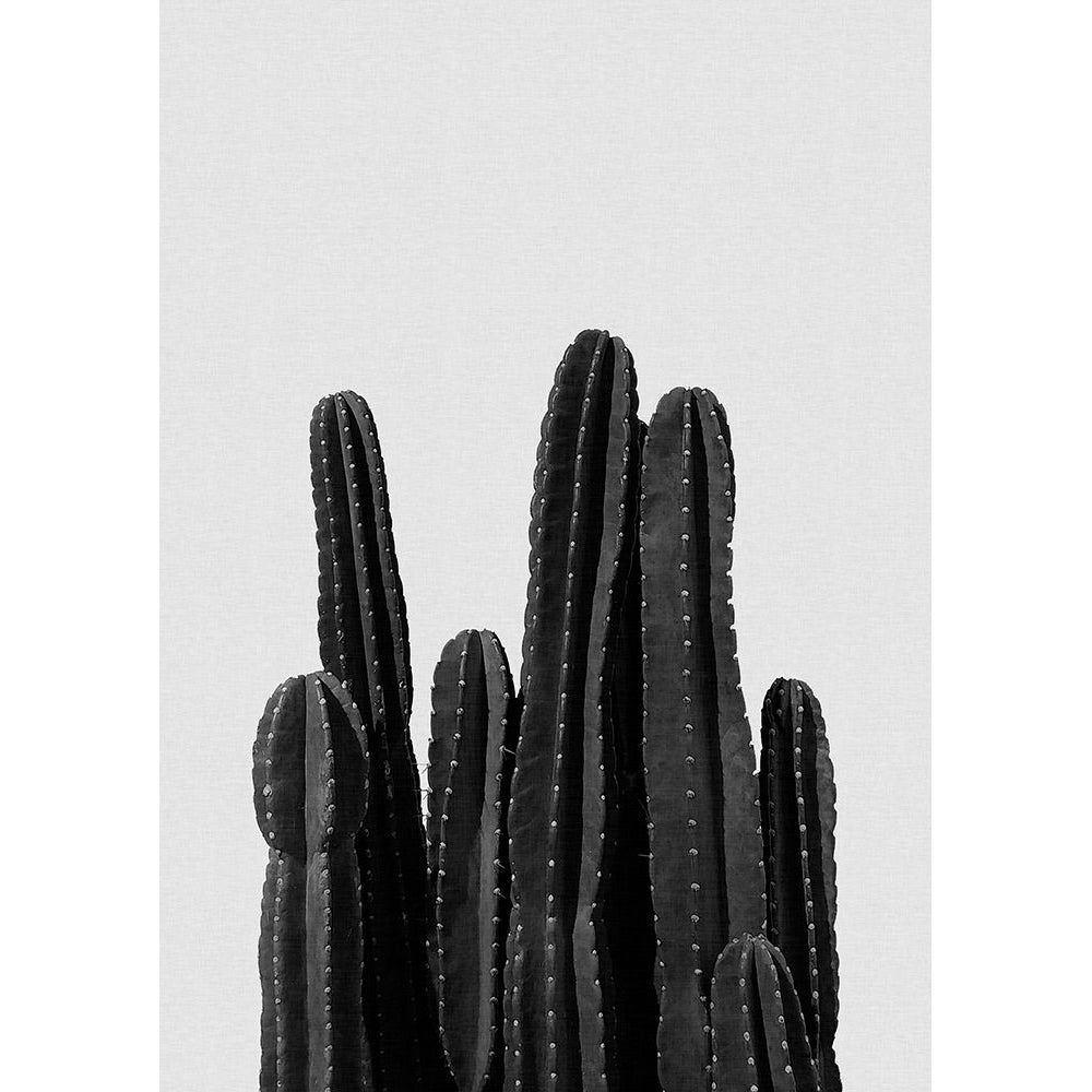 Cactus Black A White Poster Print - Studio Orara-VARPDX2594421 Image 1