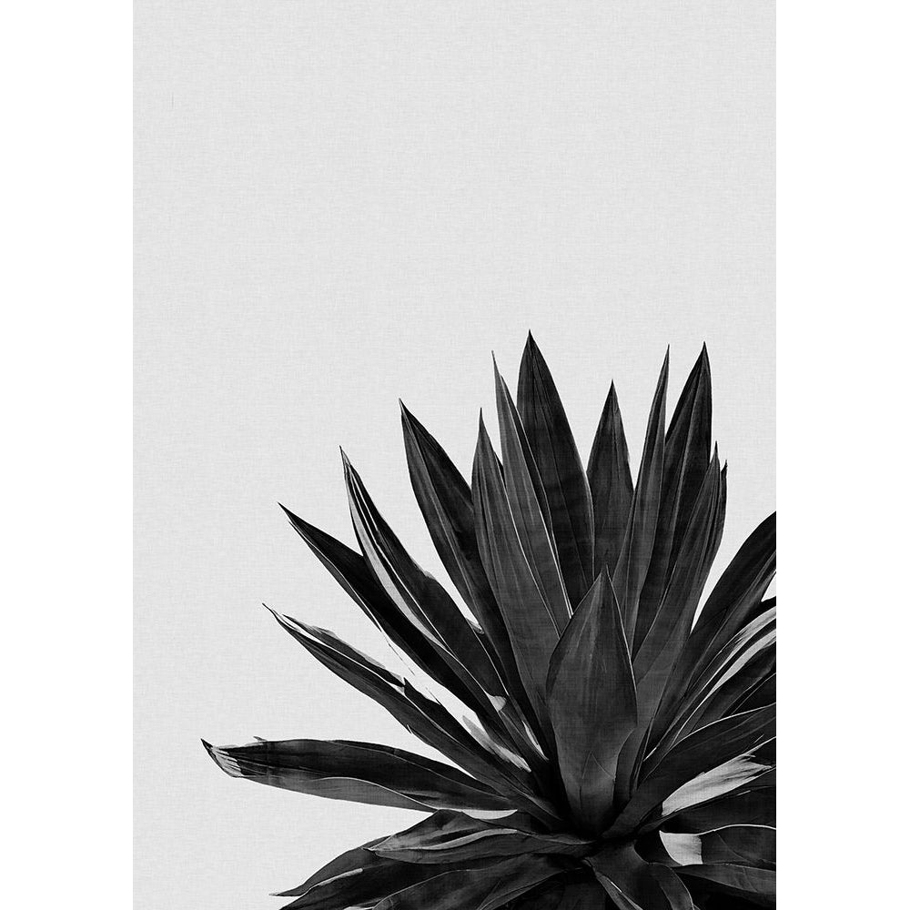 Agave Cactus Black A White Poster Print - Studio Orara-VARPDX2594412 Image 1