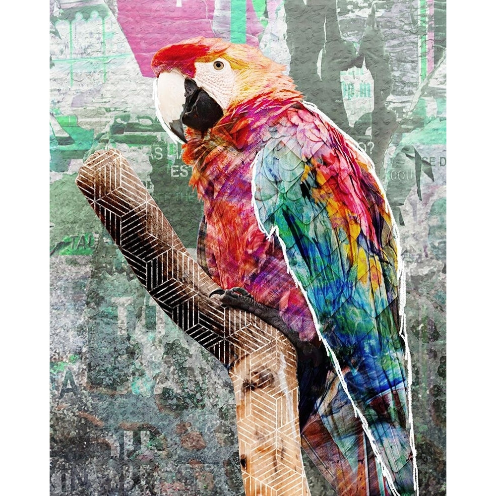 Pop Art - Parrot Poster Print - Circle Inner-VARPDX2594687 Image 1