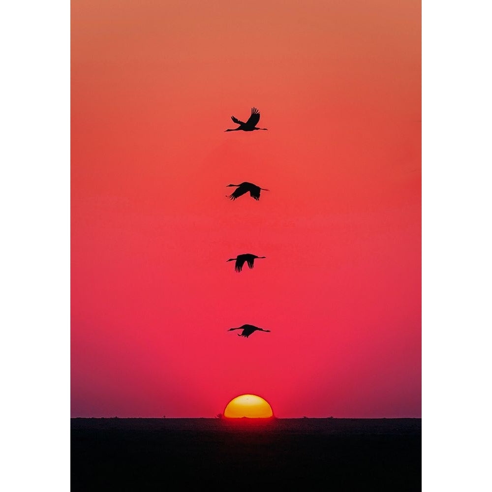 Sunset Birds Poster Print - Al Barizi-VARPDX2604647 Image 1