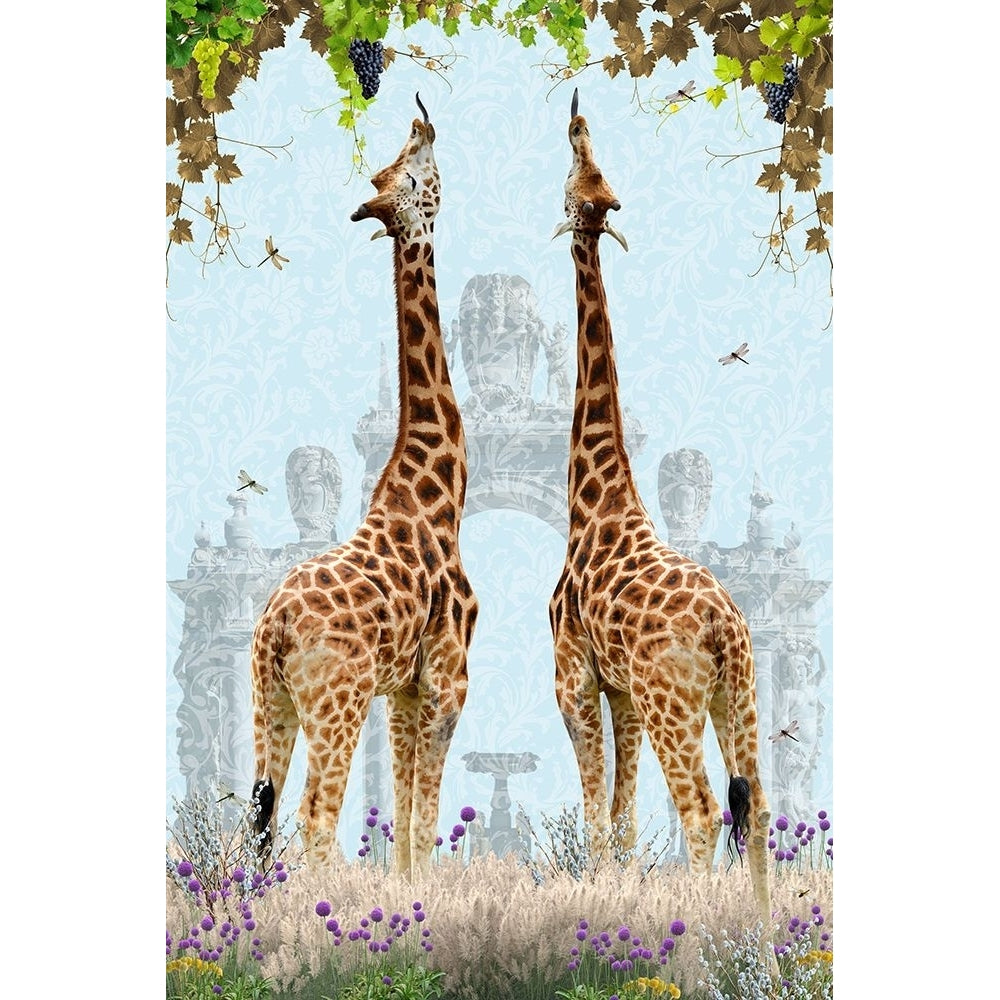 Giraffes Enjoying Grapes Poster Print - Sue Skellern-VARPDX2606308 Image 1