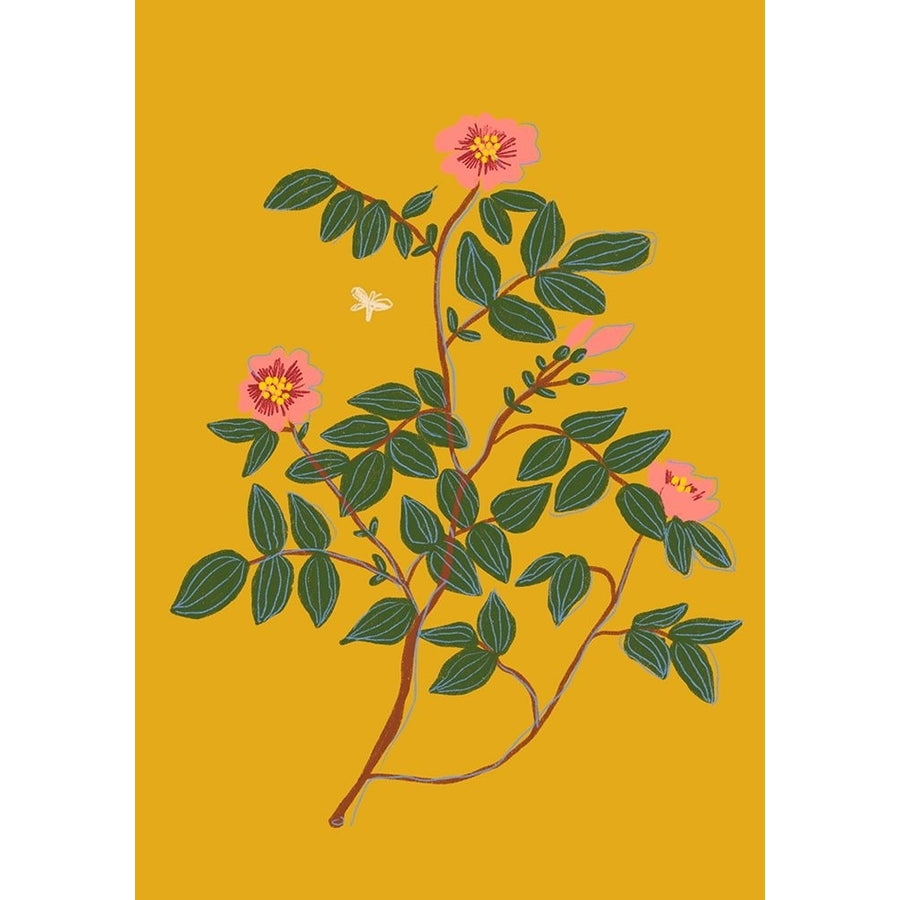 Wild Rose Ii Poster Print - Gigi Rosado-VARPDX2619230 Image 1