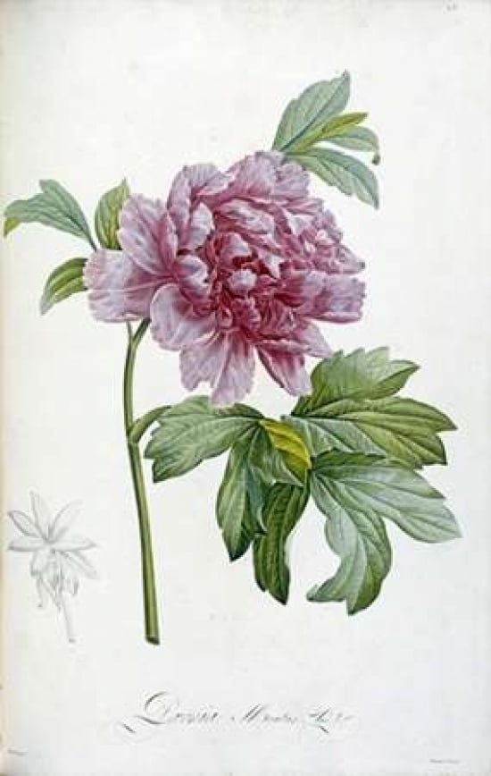 Engraving of a Peony Poster Print by Pierre Joseph Redoute-VARPDX265403 Image 1