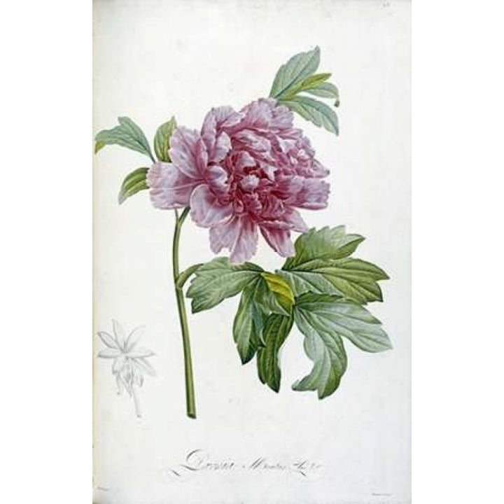 Engraving of a Peony Poster Print by Pierre Joseph Redoute-VARPDX265403 Image 1