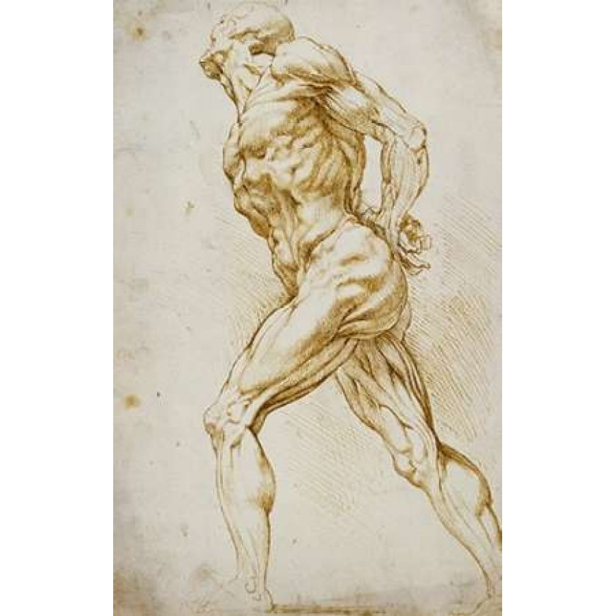 Anatomical Study: Nude Male Poster Print by Peter Paul Reubens-VARPDX265454 Image 1