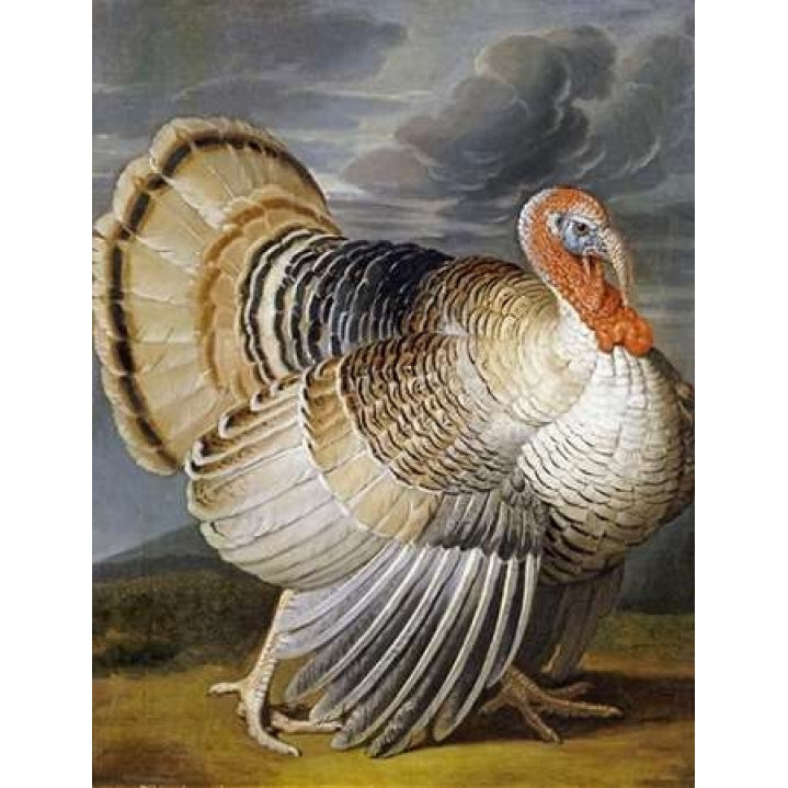 A Turkey In a Landscape Poster Print by Peter Wenceslaus-VARPDX265798 Image 1