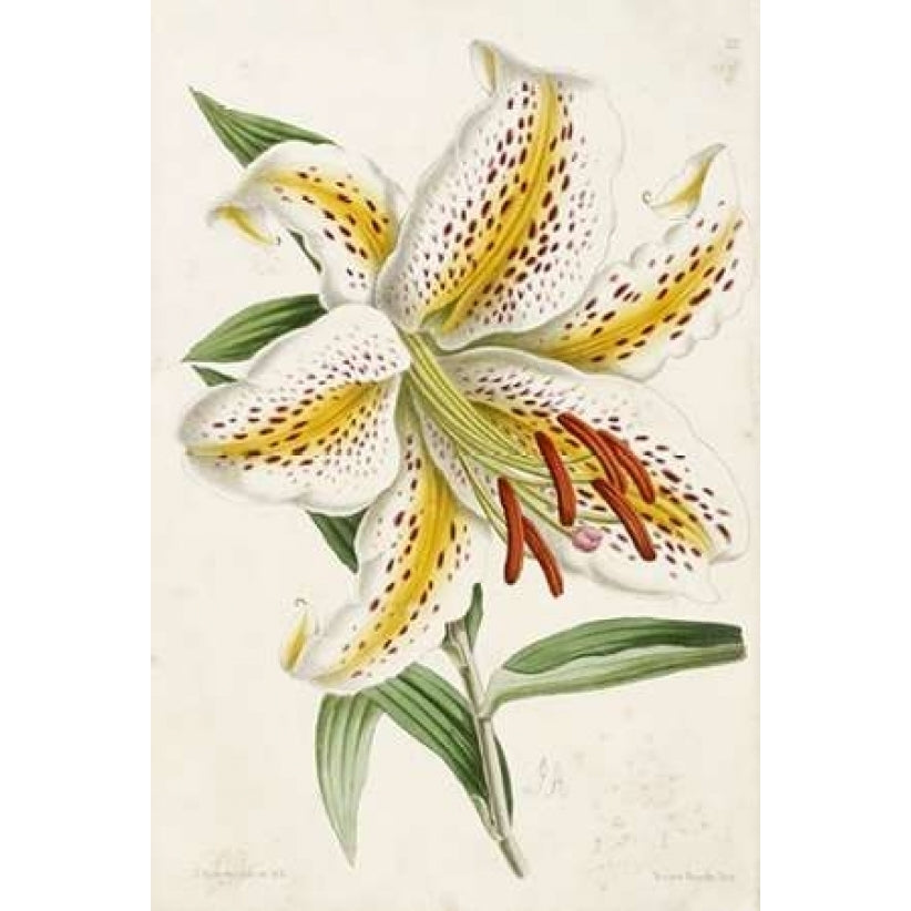 Lily Poster Print by James Andrews-VARPDX265865 Image 2