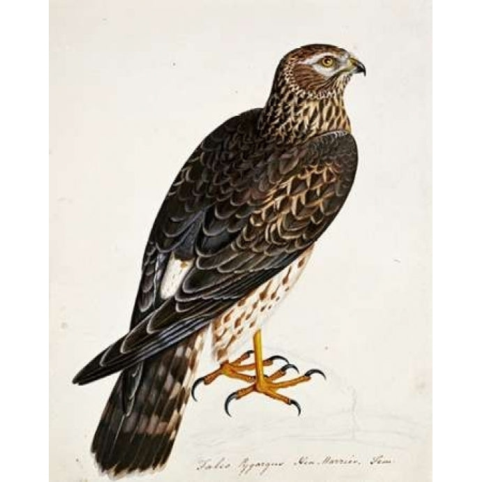 Falco Pygargus Hen-Harrier Fem Poster Print by Rev. Christopher Atkinson-VARPDX265878 Image 1