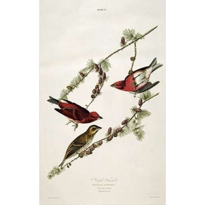 Purple Finch Poster Print by John James Audubon-VARPDX265881 Image 1