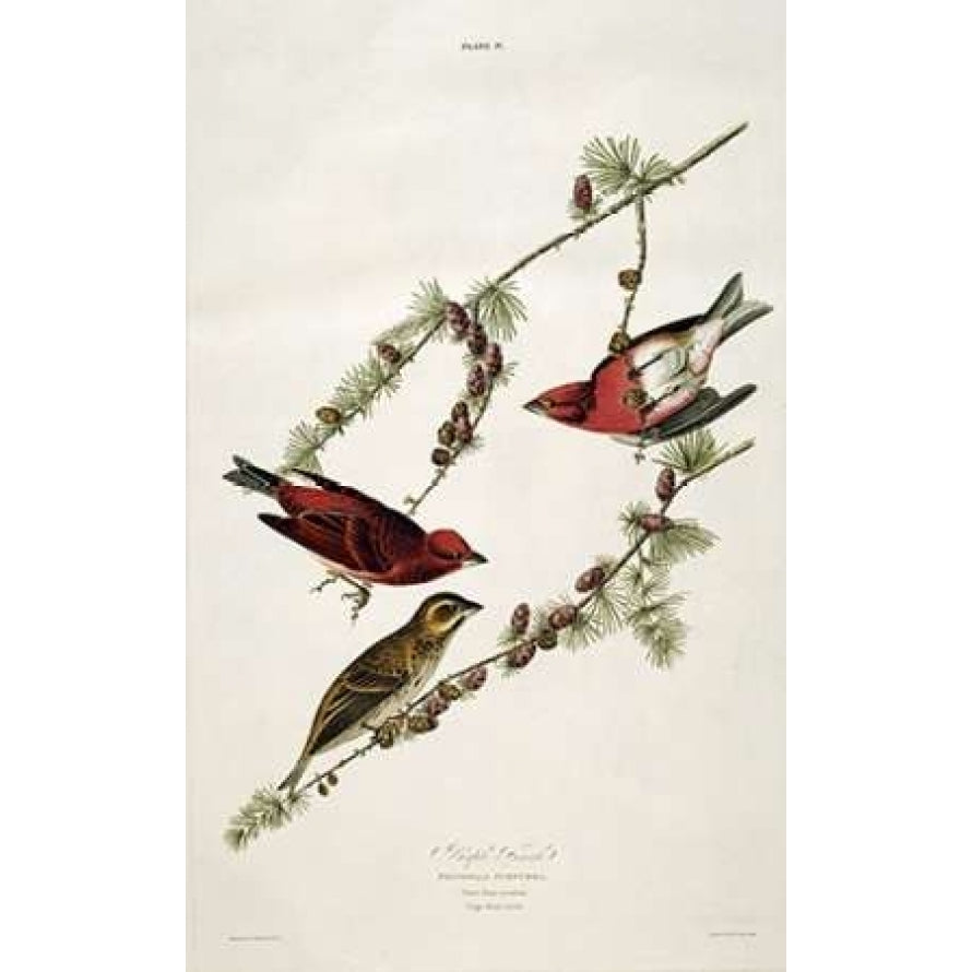 Purple Finch Poster Print by John James Audubon-VARPDX265881 Image 2