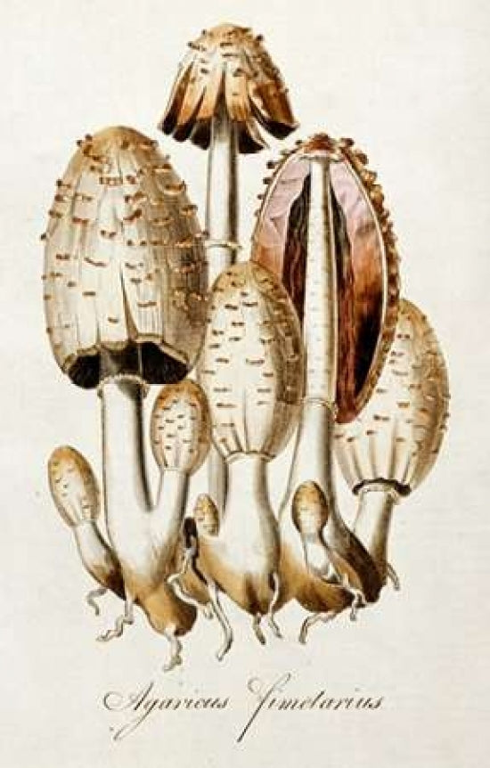 Egg Mushroom Poster Print by William Curtis-VARPDX266138 Image 1