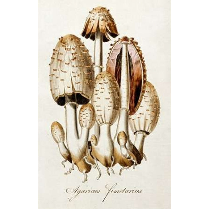 Egg Mushroom Poster Print by William Curtis-VARPDX266138 Image 2