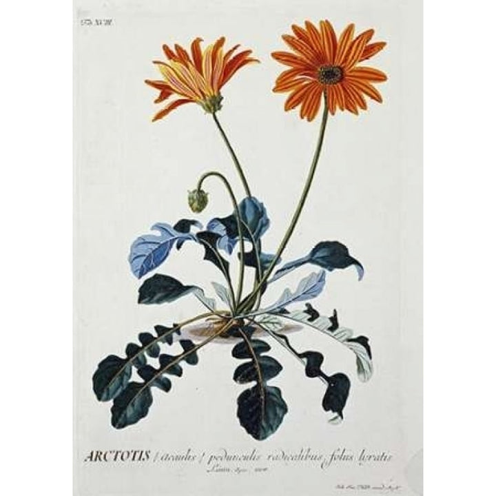 African Daisy Poster Print by George Dionysius Ehret-VARPDX266267 Image 1