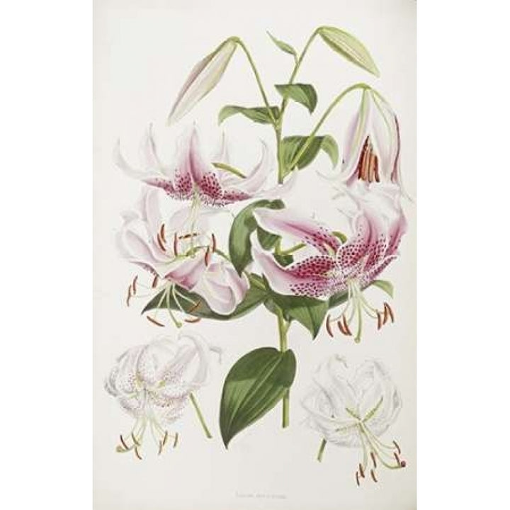 A Monograph of The Genus Lilium Poster Print by Henry John Elwes-VARPDX266277 Image 1