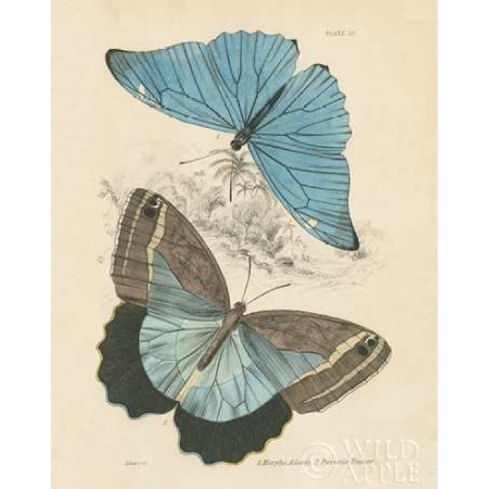 Assortment Butterflies I Poster Print by Wild Apple Portfolio-VARPDX26641 Image 1