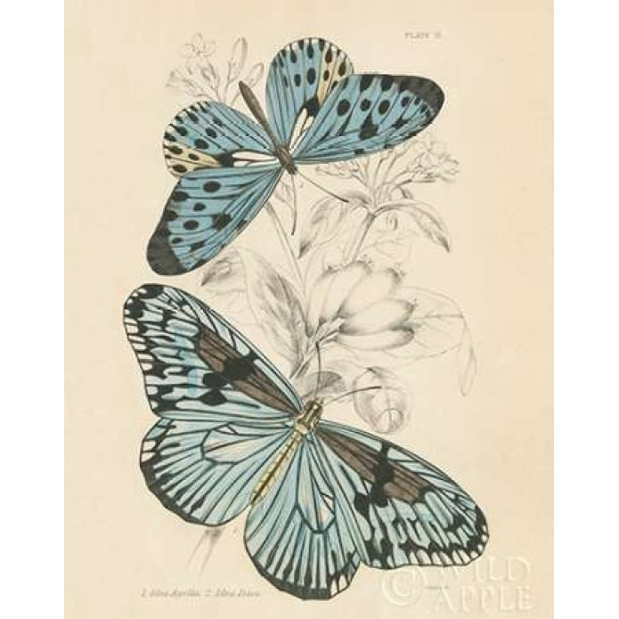 Assortment Butterflies II Poster Print by Wild Apple Portfolio-VARPDX26642 Image 2