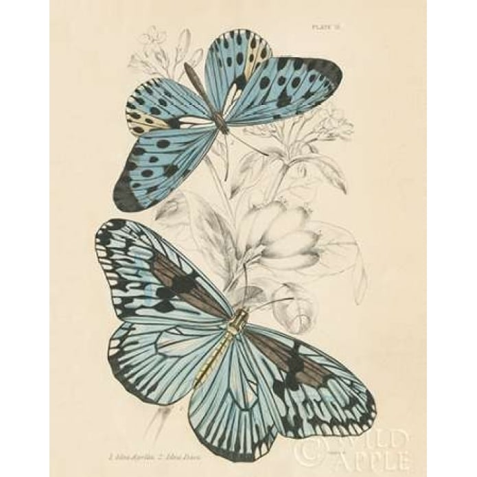 Assortment Butterflies II Poster Print by Wild Apple Portfolio-VARPDX26642 Image 1