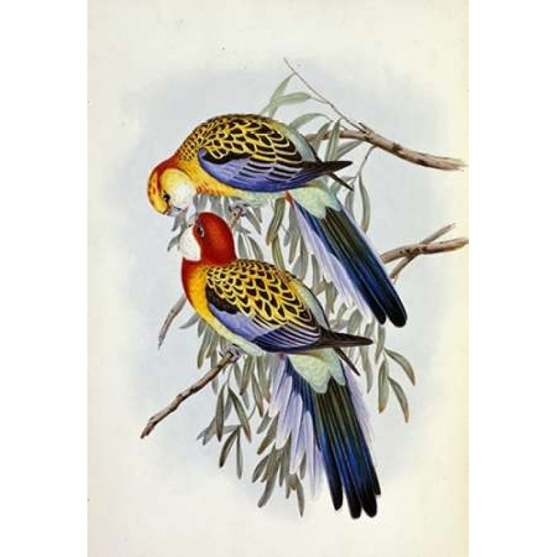 Eastern Rosella Poster Print by John Glover-VARPDX266417 Image 1