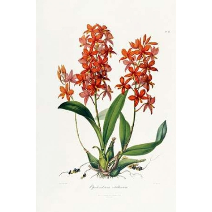 Star Orchid Poster Print by John Lindley-VARPDX266778 Image 1