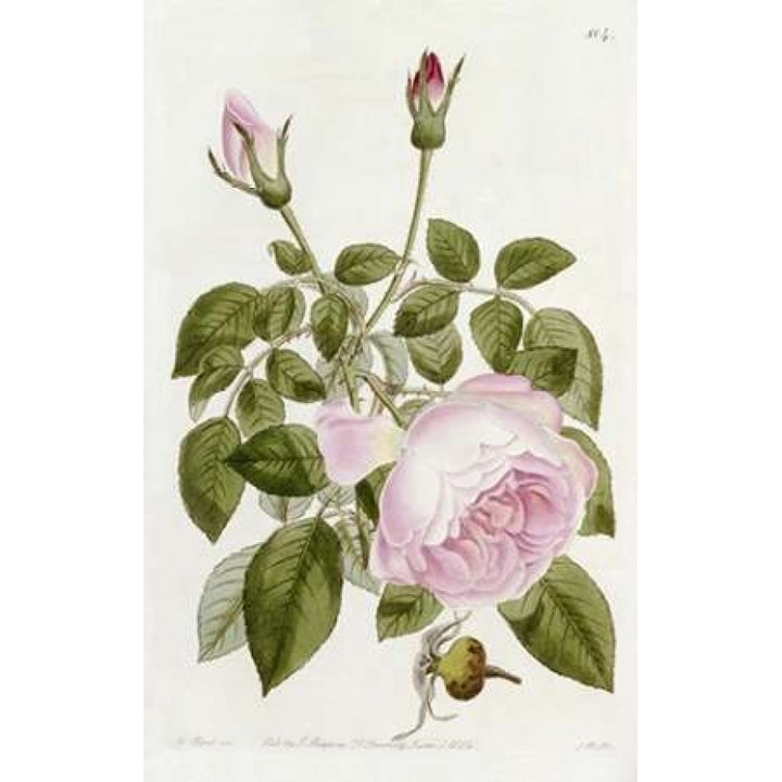 Illustration From The Botanical Register Poster Print by John Lindley-VARPDX266777 Image 1