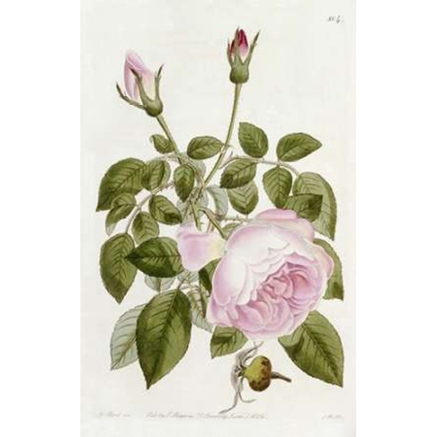 Illustration From The Botanical Register Poster Print by John Lindley-VARPDX266777 Image 2