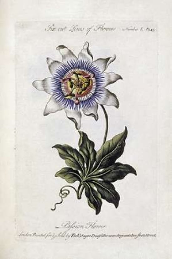 Passion Flower Poster Print by Thomas Parkinson-VARPDX266985 Image 1